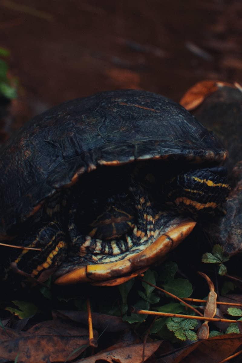 A close-up of a turtle with yellow markings.