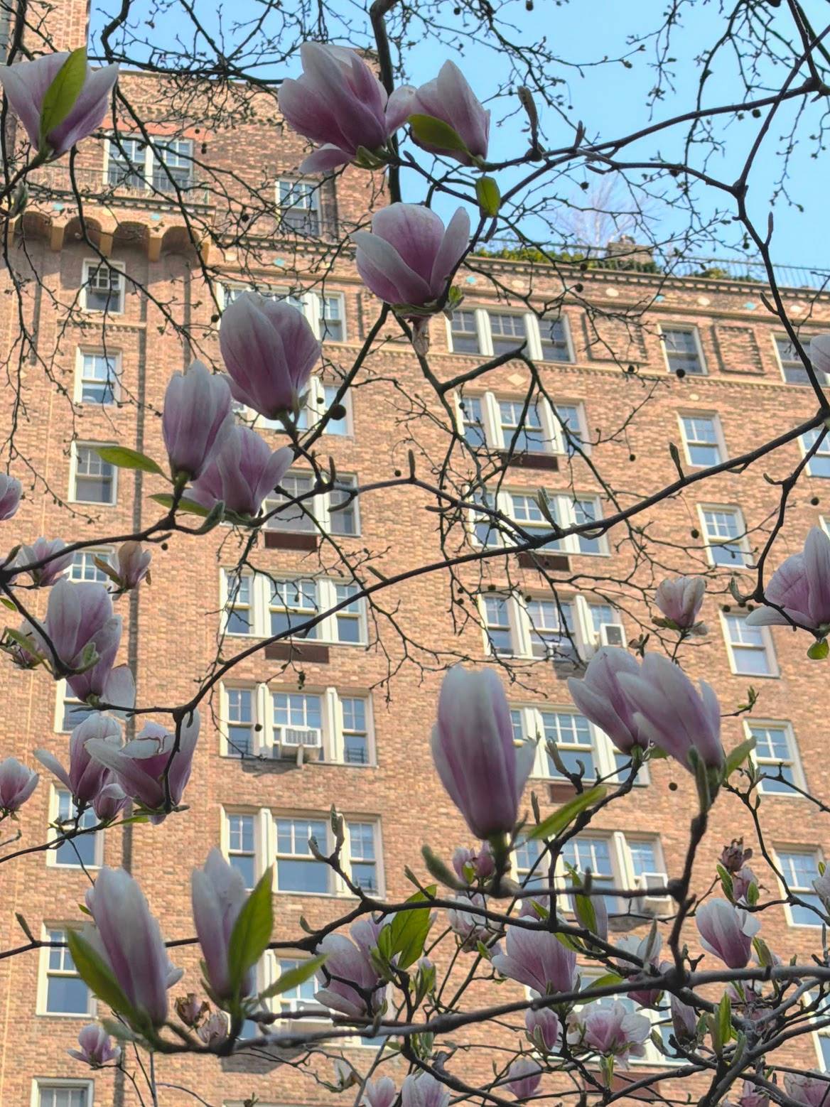 Magnolias