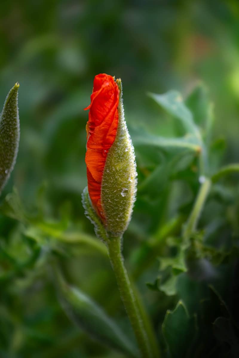 A red flower bud with dew drops against green foliage.