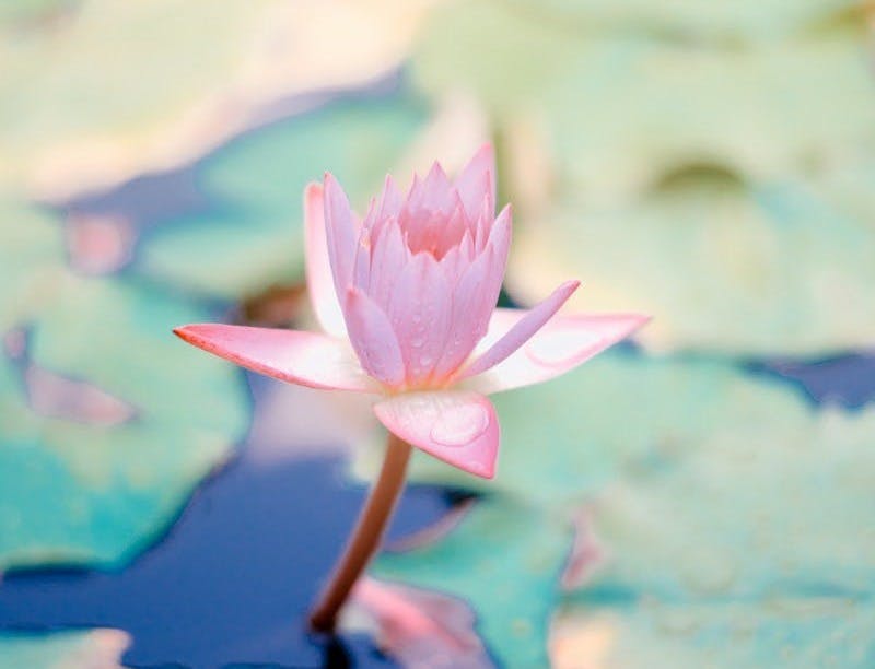 close up photo of water lily flower