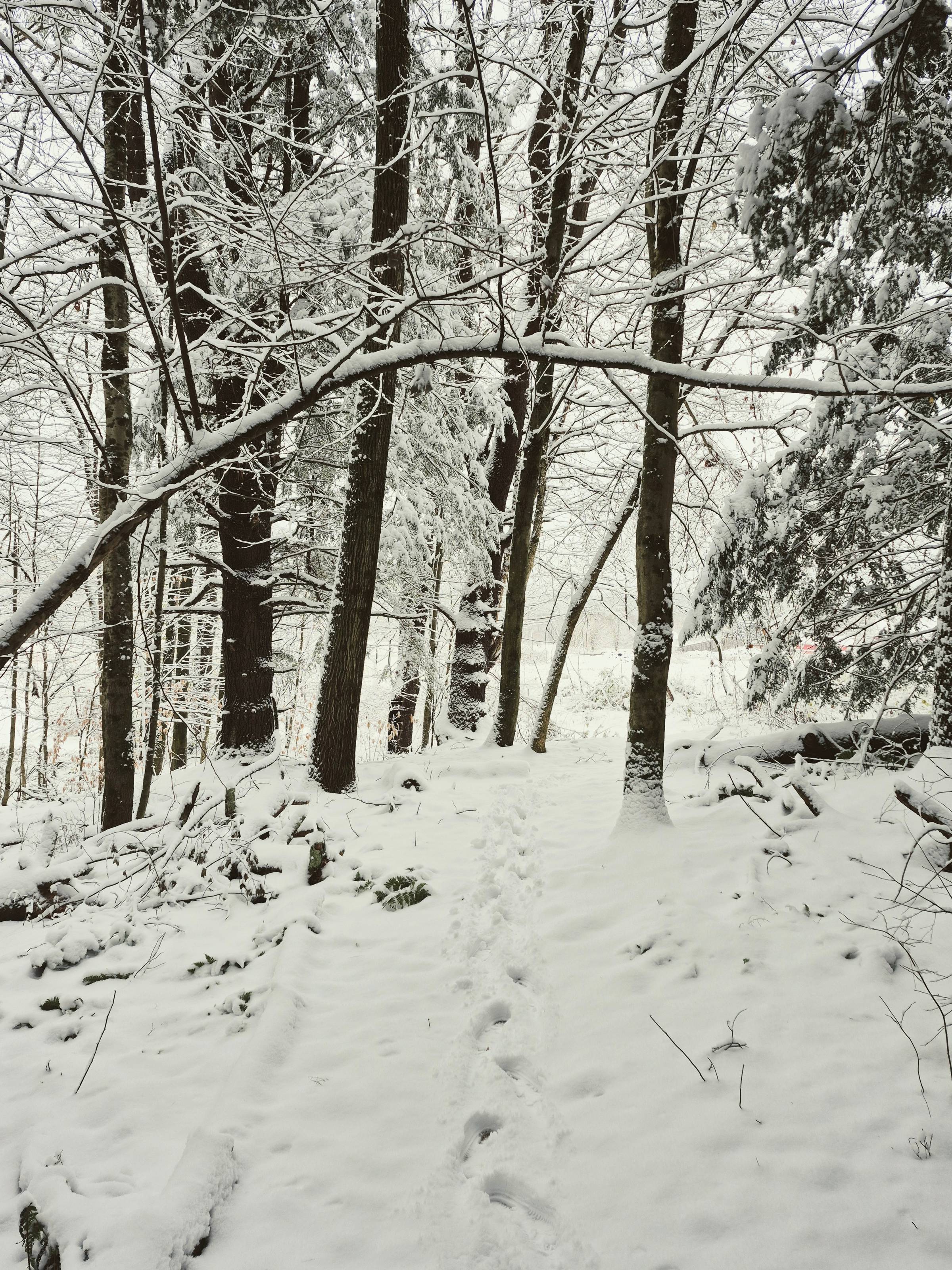 A snowy forest path