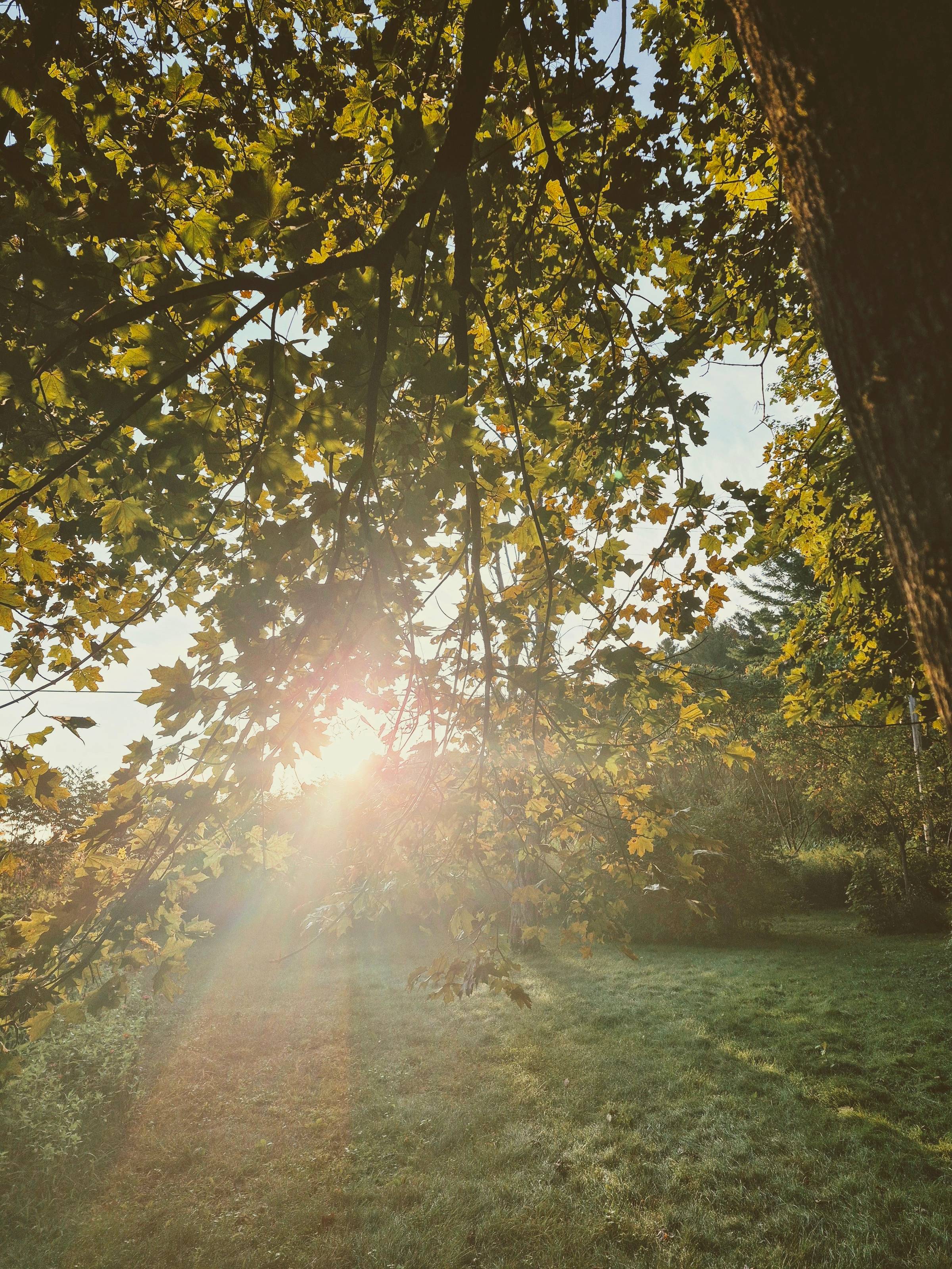 Sun beaming through the leaves of a large maple tree