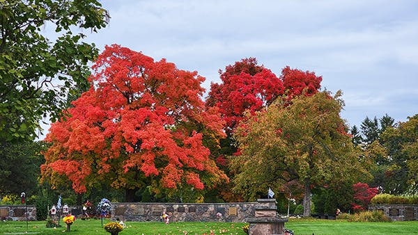 image of fall trees
