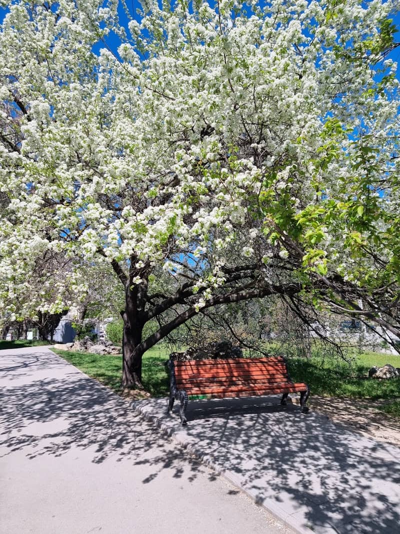 A bench under a tree in a park