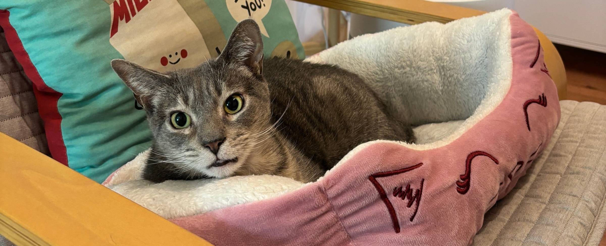 Cheese Hinseng, interim CFO — chief feline officer — overseeing the early Daily Special planning process.