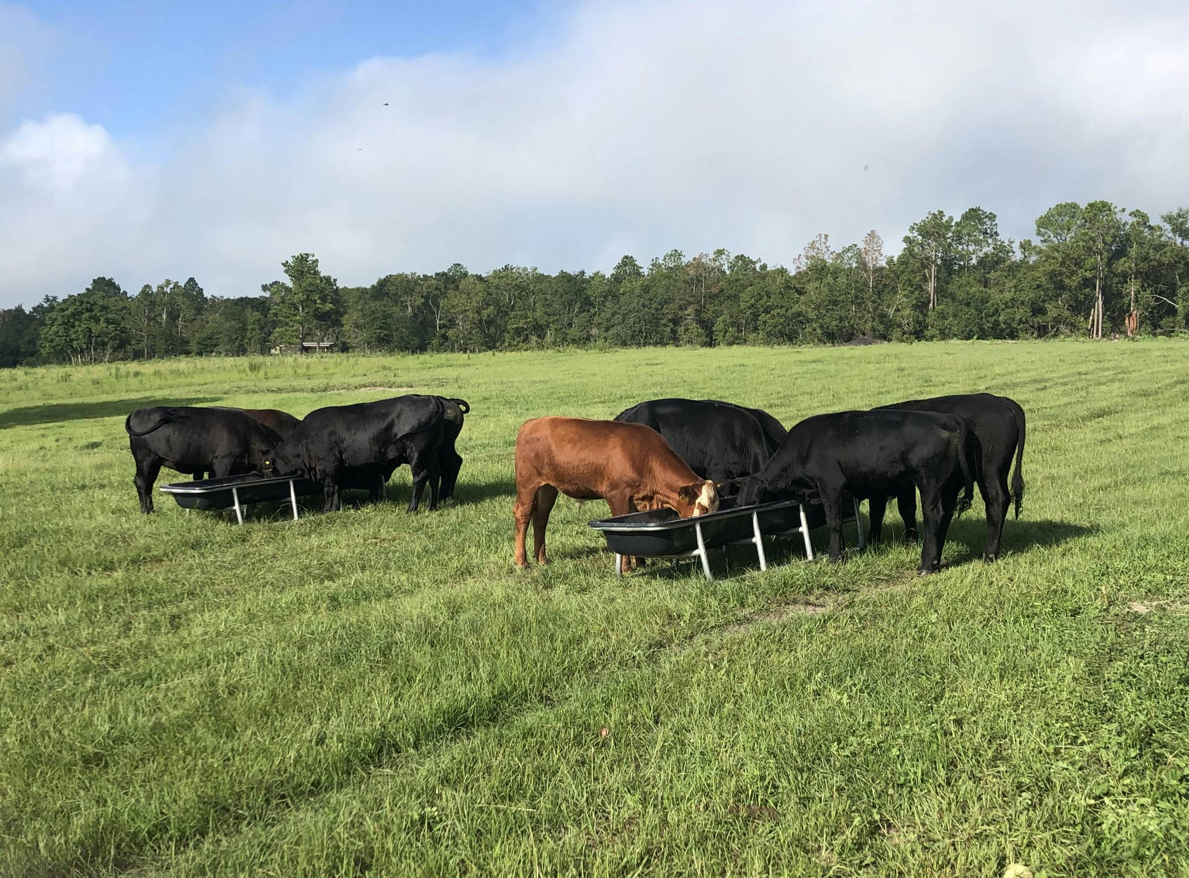 2024 beef steers