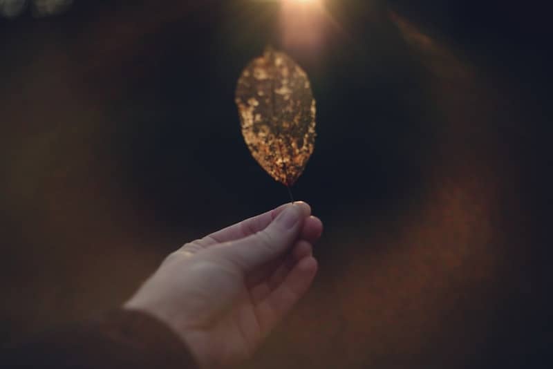 A hand holds up a golden leaf.