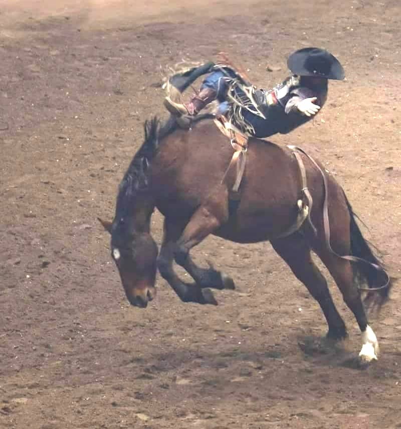 Rodeo rider falls from a bucking bronco.