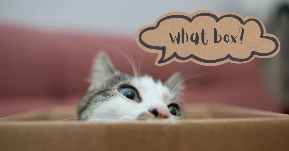 Fluffy cat in a cardboard box. Thought bubble reads "what box?"