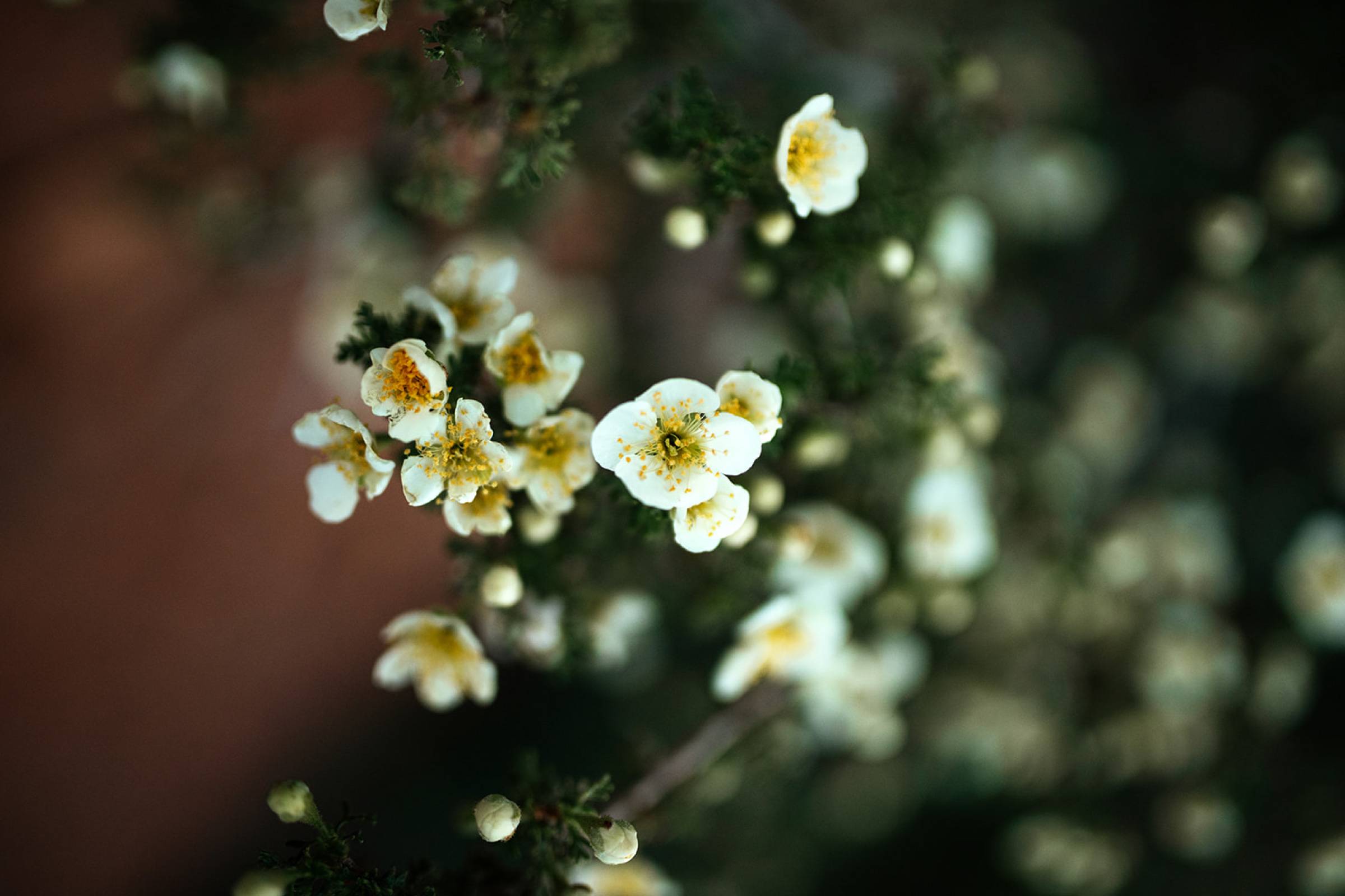 desert flowers in arizona
