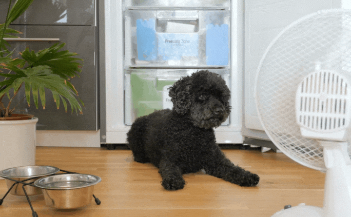 Black dog in front of a fan