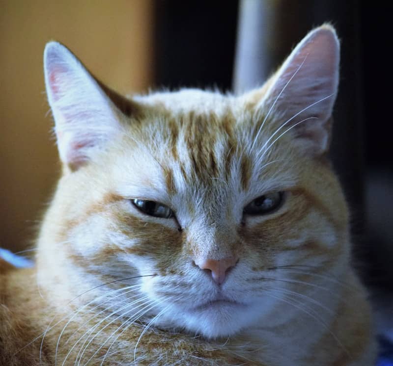 a close up of a cat laying on a bed