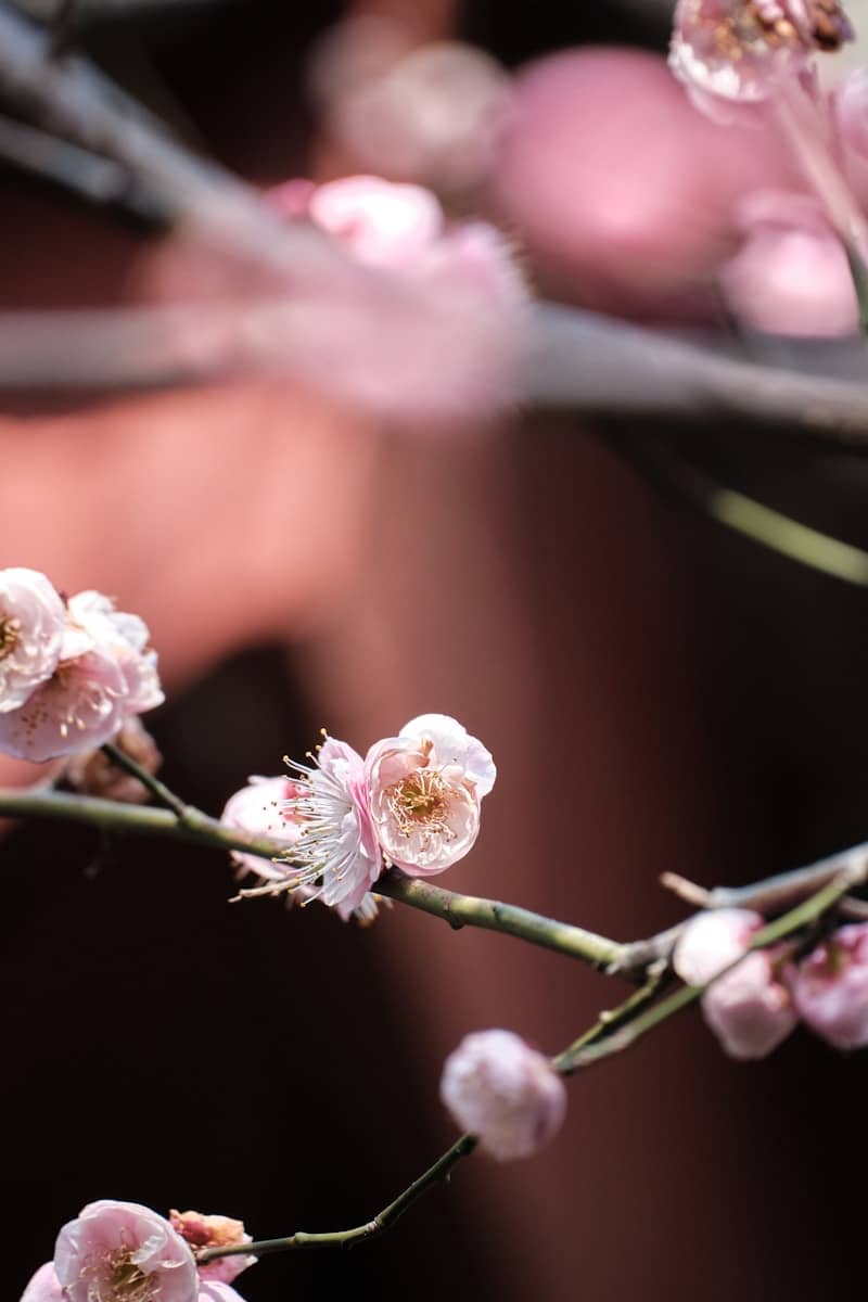 A close up of a branch with pink flowers