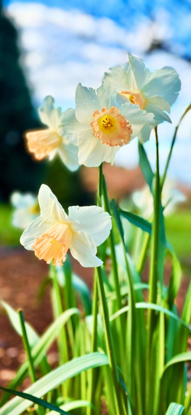 A bunch of flowers that are in the grass