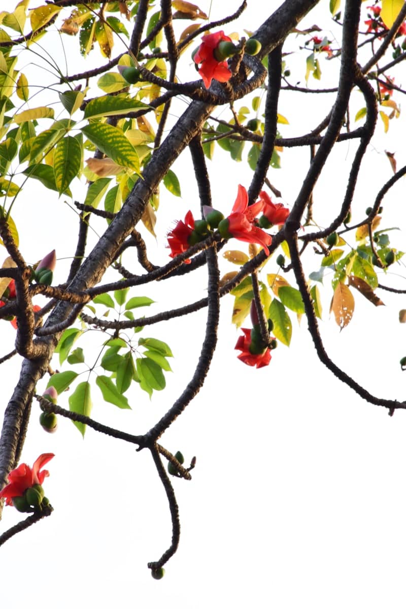 red fruit on brown tree branch