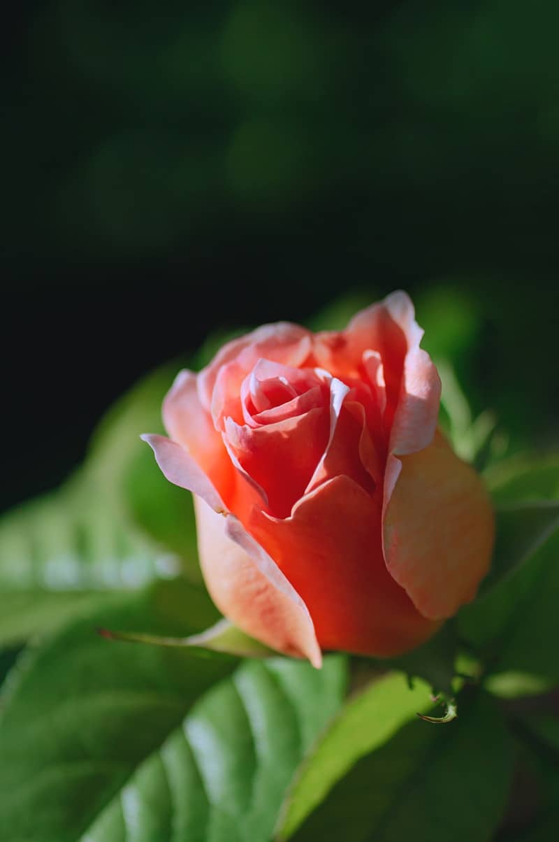 A beautiful orange rose bud.