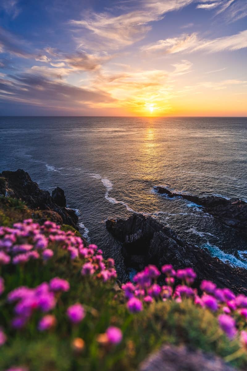 A beautiful sunset over the ocean with wildflowers