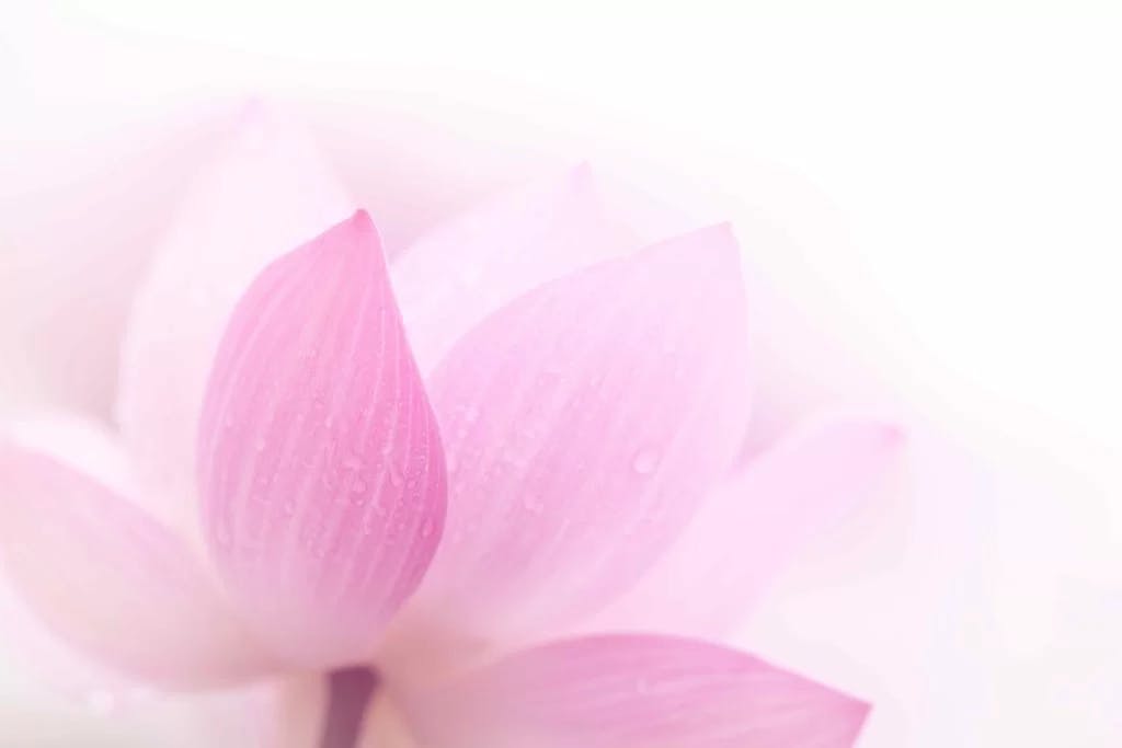 Pink Lotus