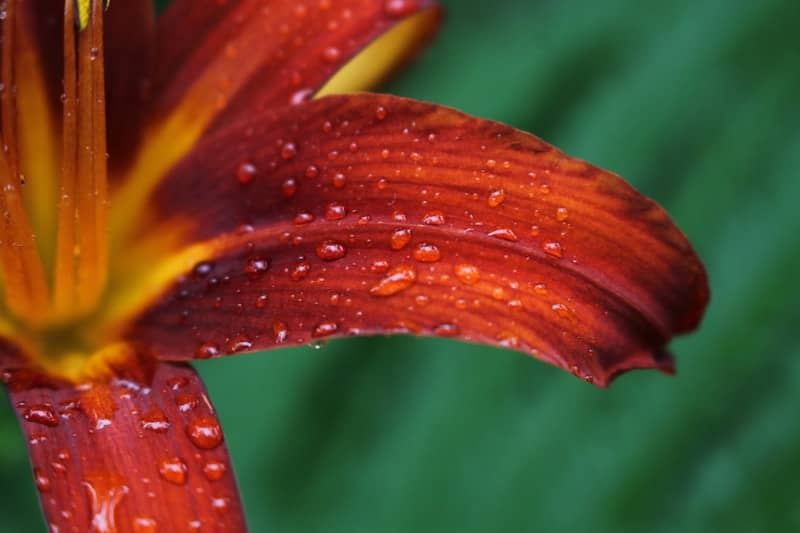 photography of pink flowers