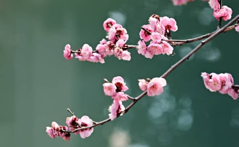 A branch with pink flowers in front of a body of water