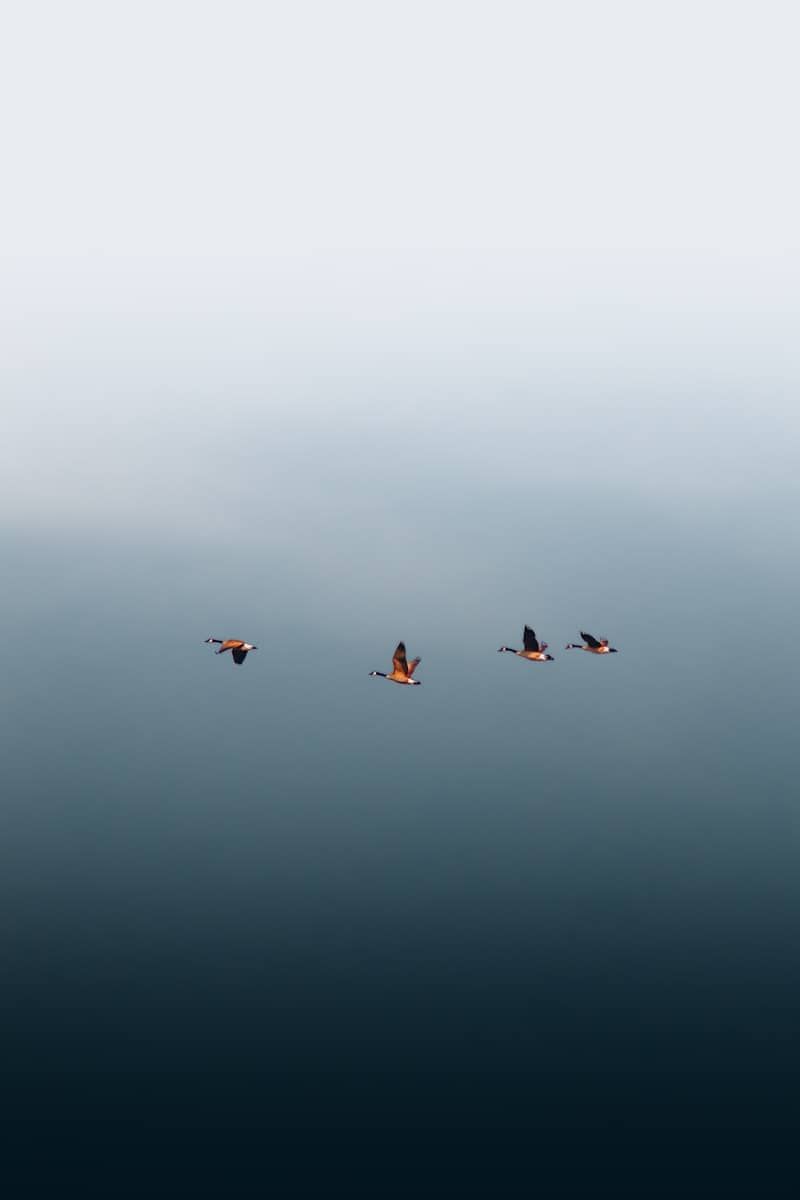 a group of birds flying in the sky