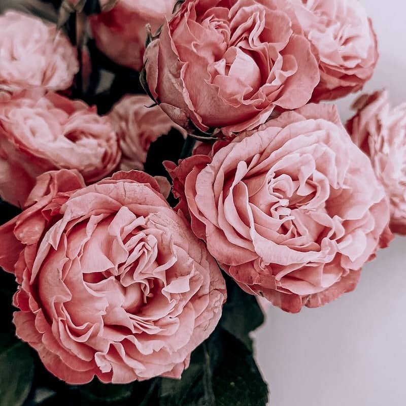 pink roses in close up photography