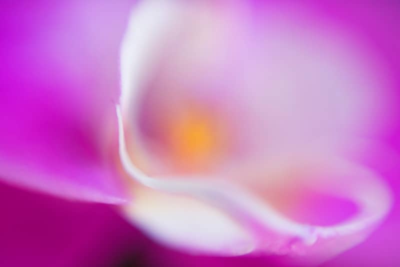 A close up view of a purple flower