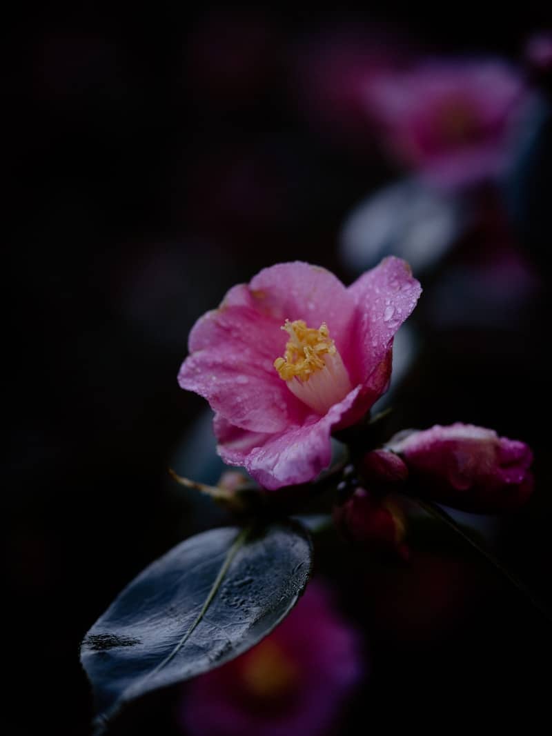 a close up of a pink flower with leaves