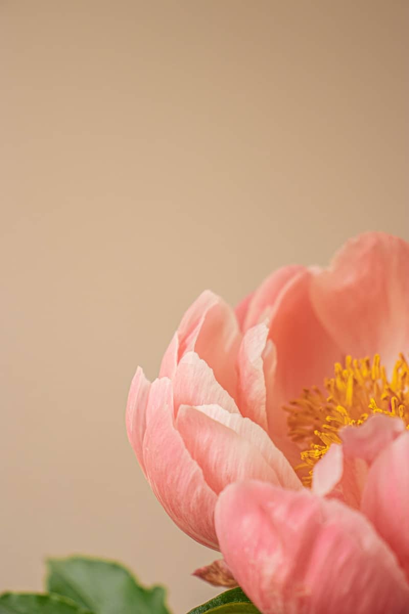 A beautiful pink peony flower in bloom.