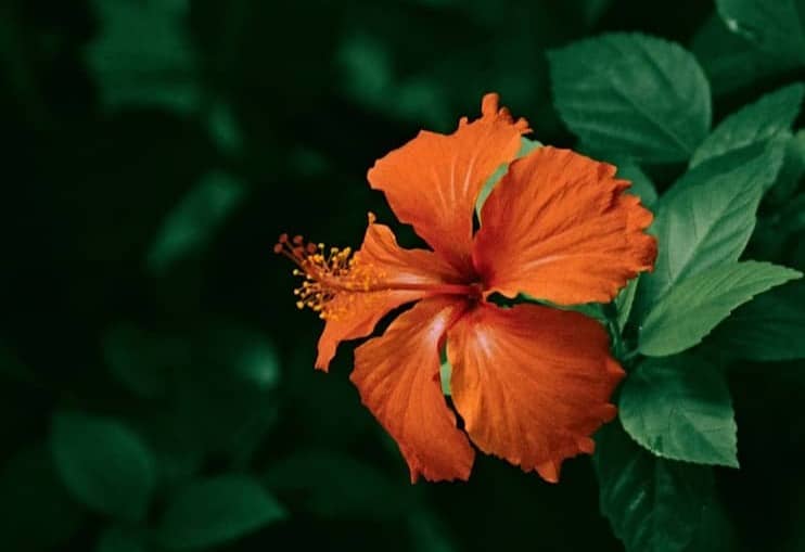 orange flower in tilt shift lens
