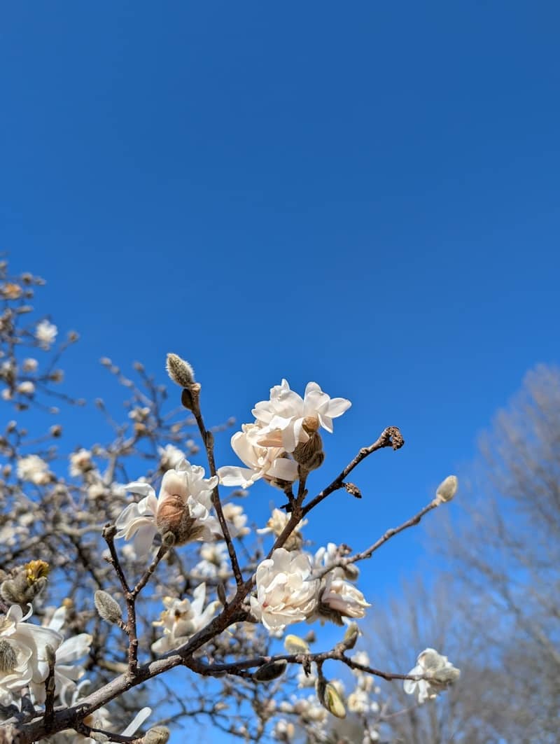 White magnolia flowers bloom against a blue sky.