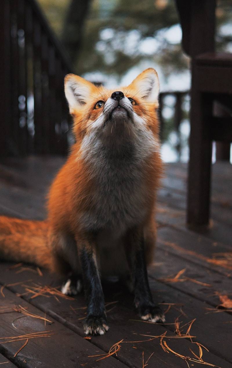 A red fox sitting on a wooden deck