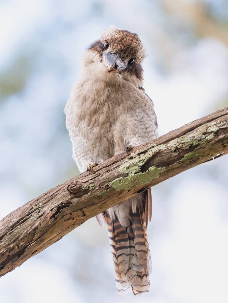 A bird sitting on a branch of a tree