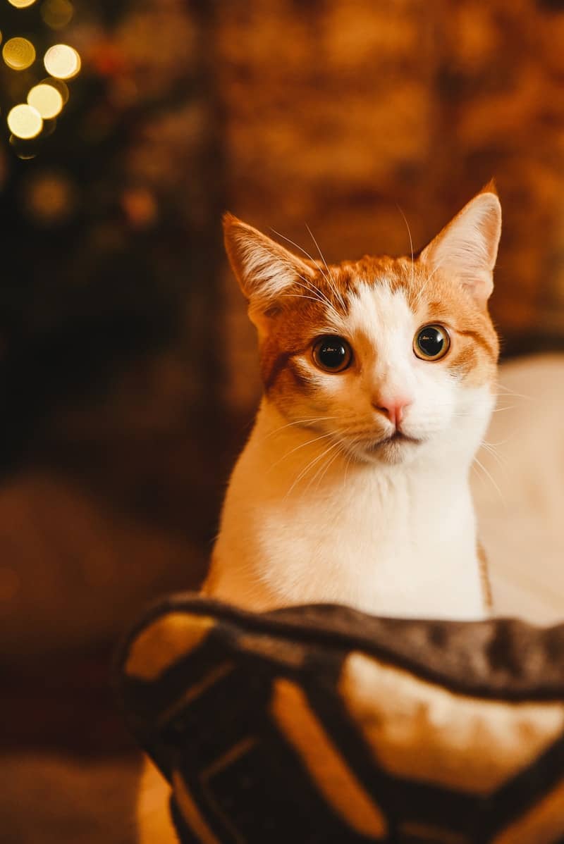 orange and white cat on black and brown textile