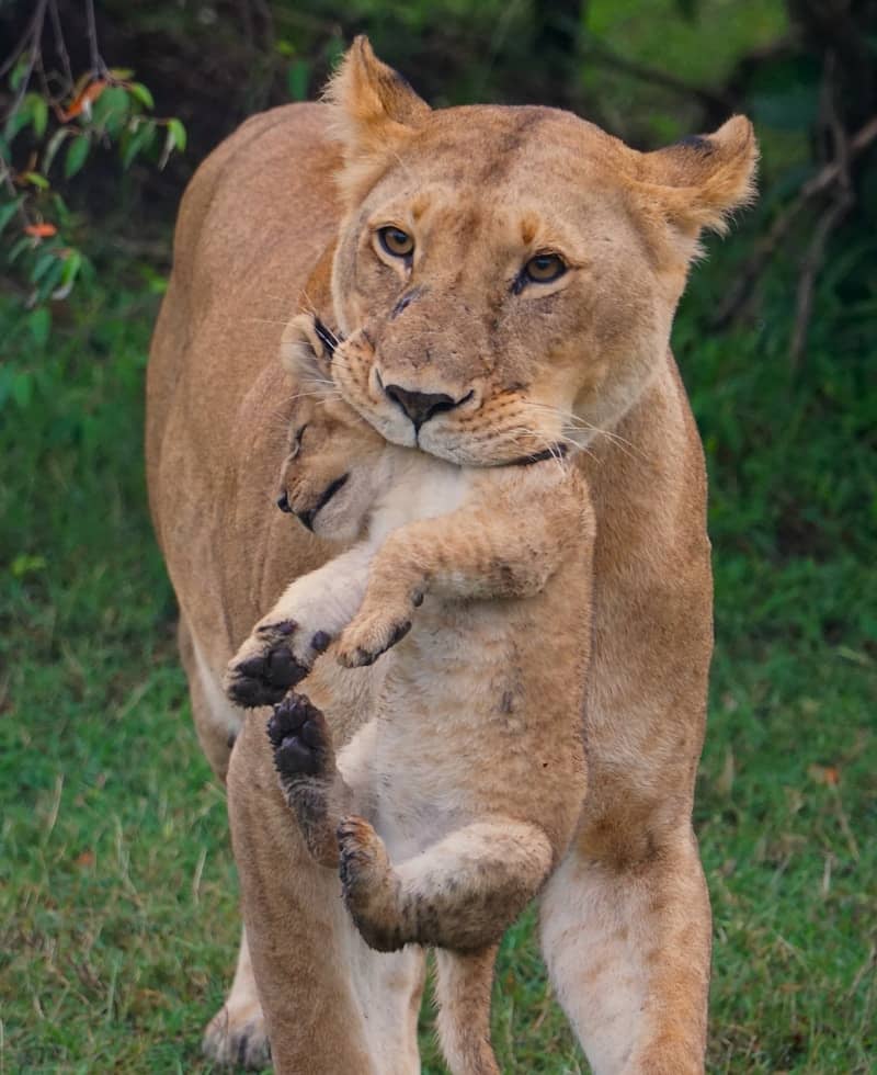 Lioness carries her cub through grassy terrain
