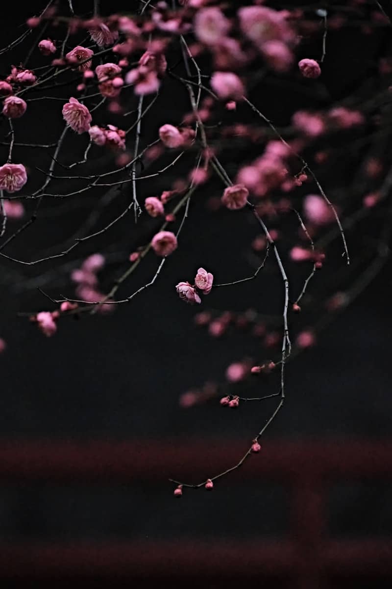 A tree with pink flowers in the dark