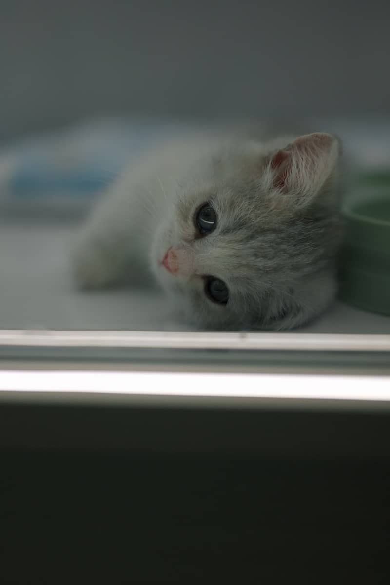 A small white kitten with blue eyes lies down.
