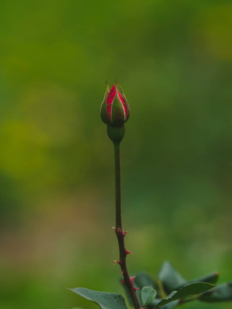 A rosebud blooms against a blurred green background.