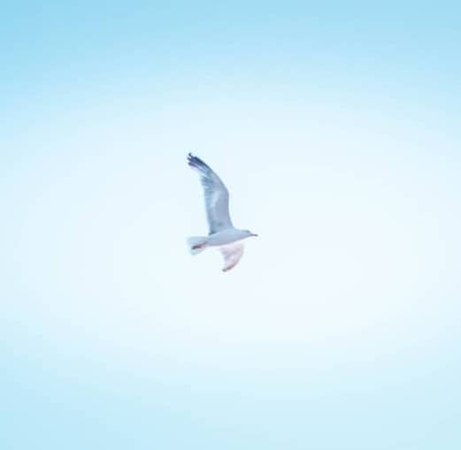 white bird flying in the sky