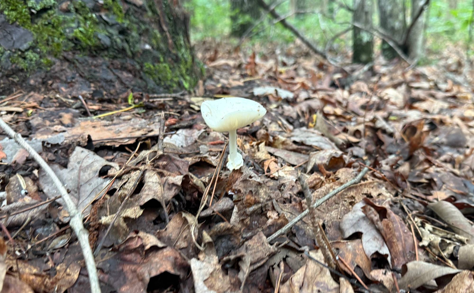 mushroom in the forest 