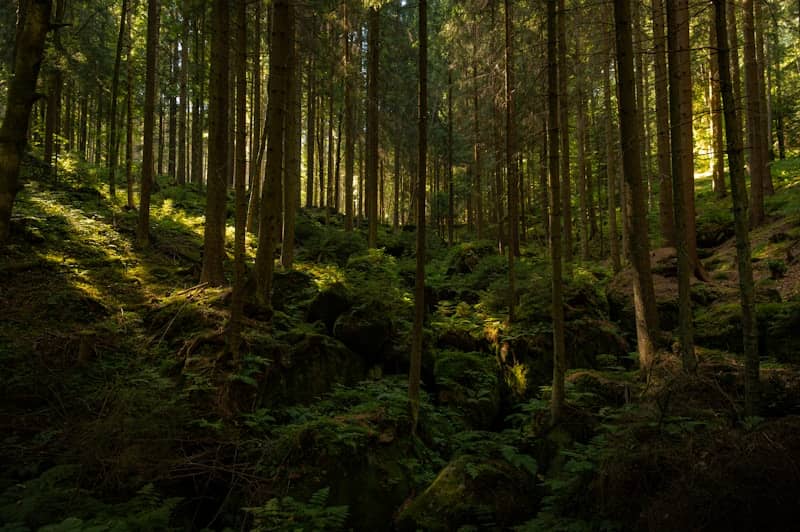 Sunlight streams through a dense, green forest