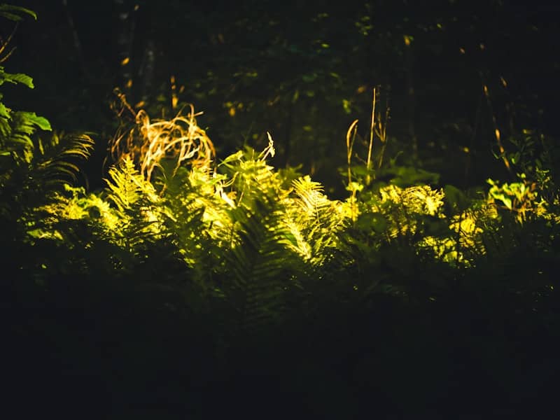 Lush, glowing ferns in a dark forest.