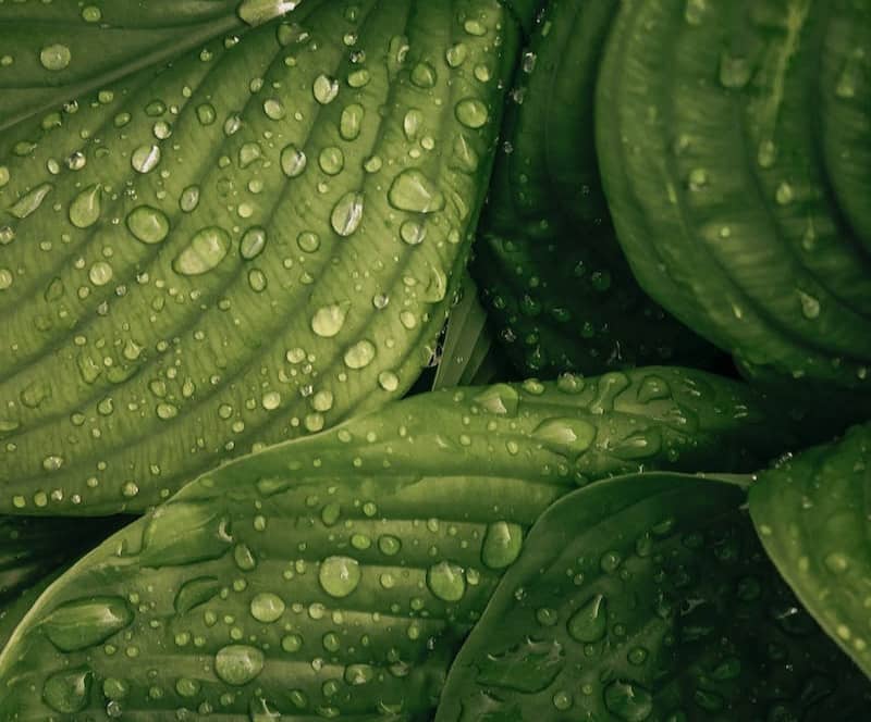 water drop on green plant