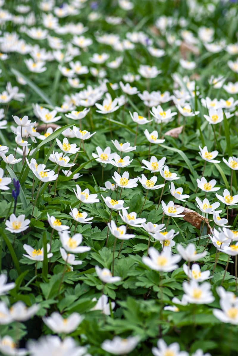 A field of white wildflowers with green leaves.