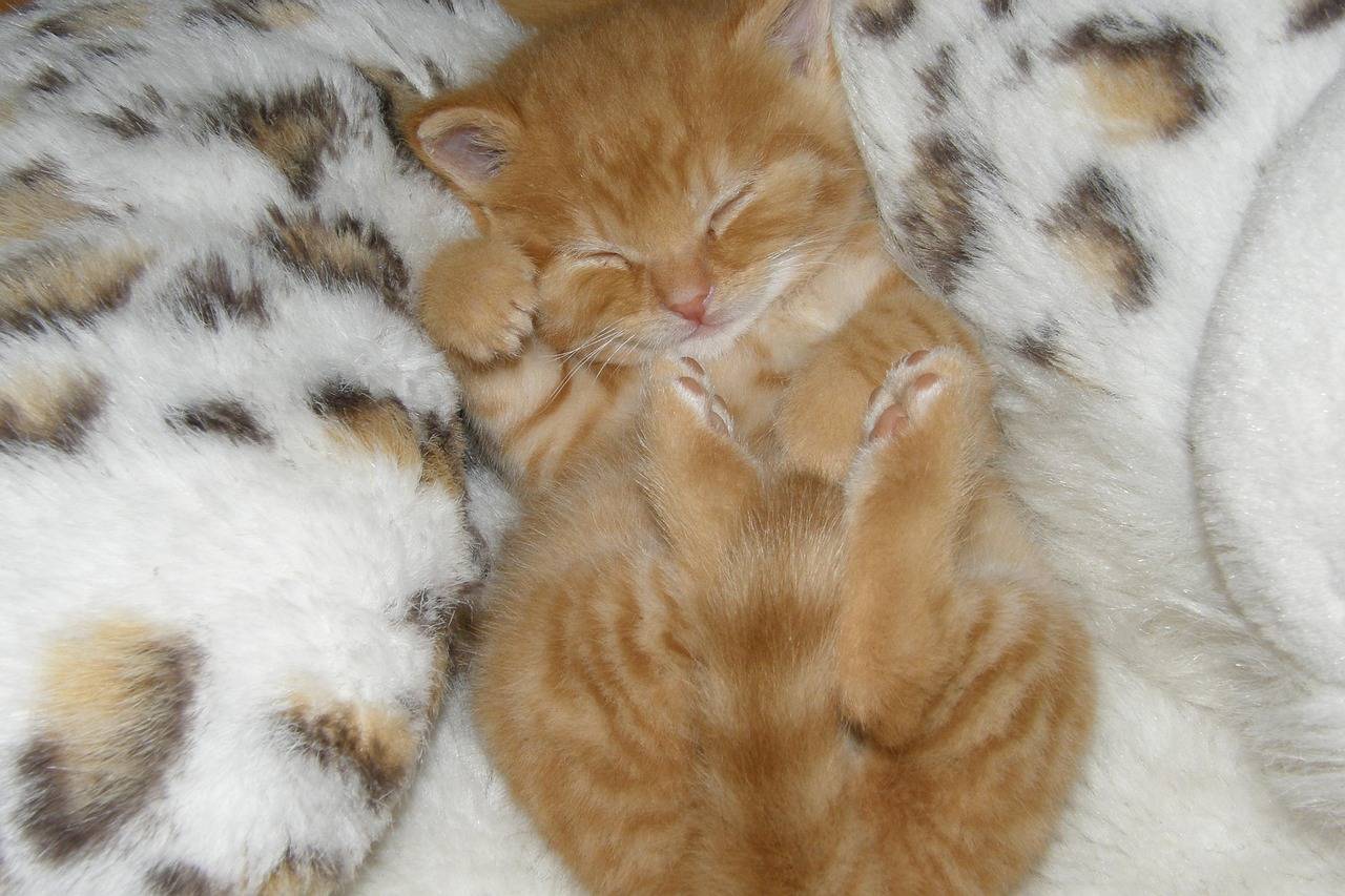 Getting a Good Night's Sleep Kitty
