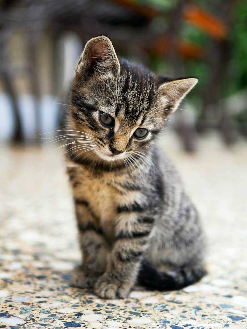 brown tabby kitten sitting on floor