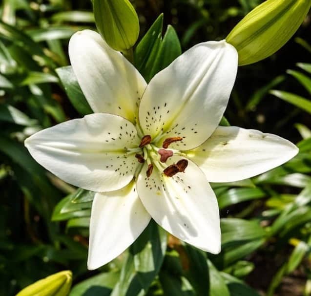 A beautiful white lily flower blooming in a garden.