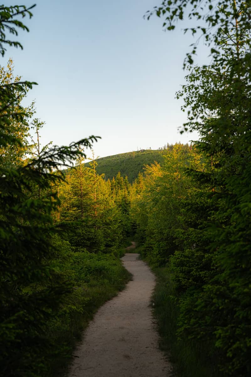 A winding forest path leads uphill toward the light.