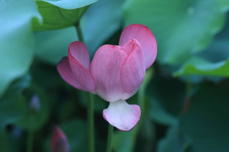 A pink lotus flower bud unfurls petals.