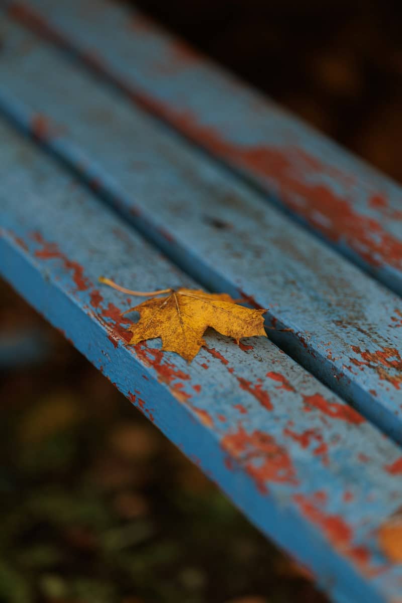 A single yellow maple leaf resting on a weathered blue wooden bench